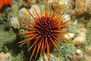 Red Spined Sea Urchin Wallpaper