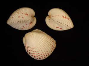 Red Spotted Cockle Shellson Black Background Wallpaper
