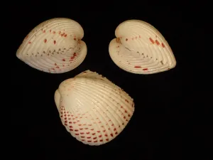 Red Spotted Cockle Shellson Black Background Wallpaper