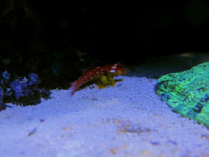 Red Spotted Dragonet Aquarium Wallpaper