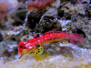 Red Spotted Dragonet Aquatic Life Wallpaper