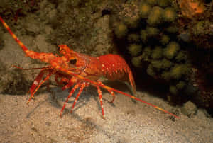 Red Spotted Reef Lobster Wallpaper