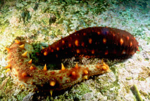 Red Spotted Sea Cucumber Wallpaper