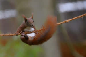 Red Squirrel Balancingon Rope.jpg Wallpaper