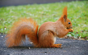 Red Squirrel Eating Nuts Wallpaper