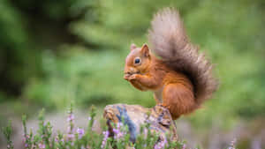 Red Squirrel Eatingon Log Wallpaper