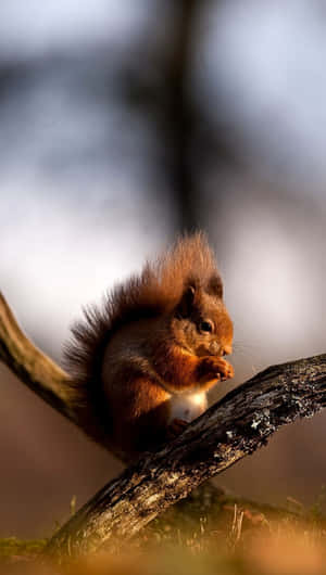 Red Squirrel Feastingon Branch Wallpaper