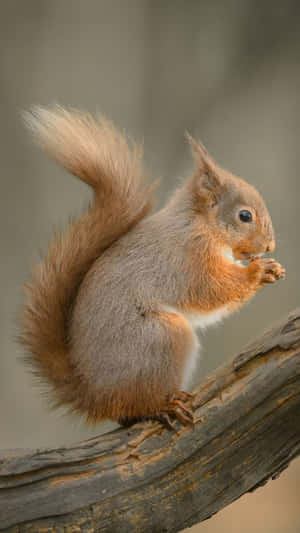 Red Squirrel Feastingon Branch Wallpaper