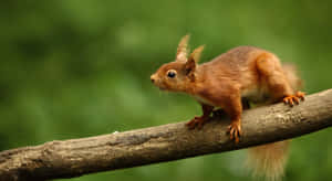 Red Squirrel On Branch.jpg Wallpaper