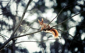 Red Squirrel Perchedin Winter Forest.jpg Wallpaper