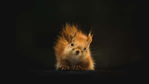 Red Squirrel Portraitin Dark Background.jpg Wallpaper