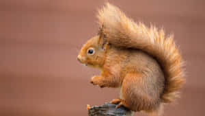 Red Squirrel Profile View Wallpaper