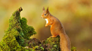 Red Squirrel Standingon Mossy Stump Wallpaper