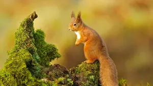 Red Squirrel Standingon Mossy Stump Wallpaper