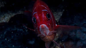 Red Squirrelfish Underwater Wallpaper