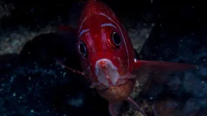 Red Squirrelfish Underwater Wallpaper
