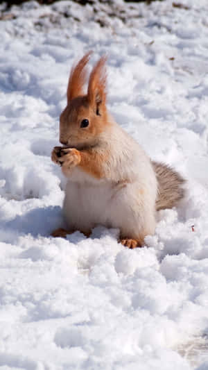 Red Squirrelin Snow.jpg Wallpaper