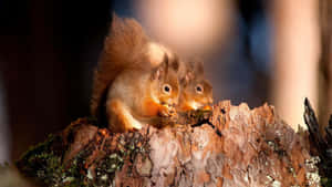 Red Squirrels Feastingon Tree Stump Wallpaper