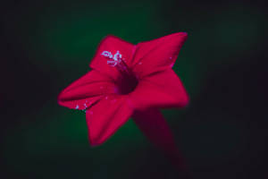 Red Star-like Flower Wallpaper