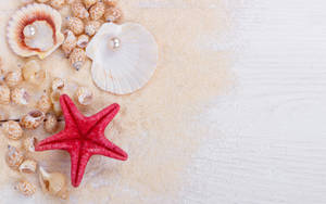 Red Starfish And Shells Wallpaper