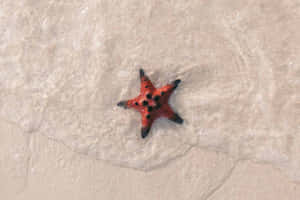 Red Starfishon Sandy Beach Wallpaper