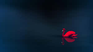 Red Swan Reflection Dark Water Wallpaper