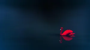 Red Swan Reflection Dark Water Wallpaper