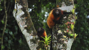 Red Tamarin Duoin Rainforest.jpg Wallpaper