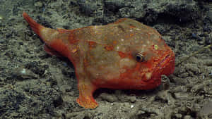 Red Toadfish On Seabed.jpg Wallpaper