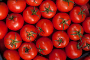 Red Tomatoes Healthy Food Wallpaper