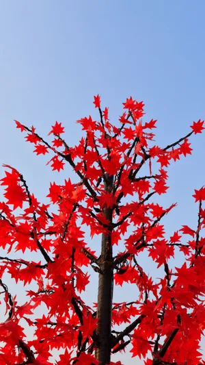 Red Tree Against A Dark Background Wallpaper