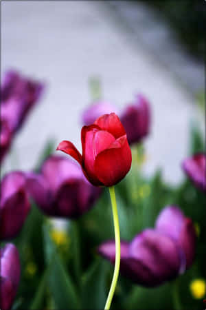 Red Tulip Amidst Purple Flowers.jpg Wallpaper