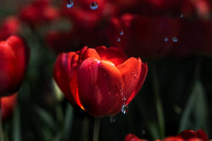 Red Tulip Mac 4k Wallpaper