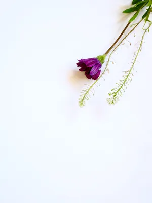 Red-violet Flower White Background Wallpaper