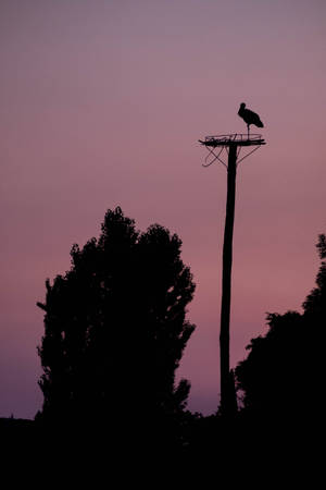 Red Violet Sky In Serbia Wallpaper