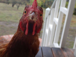 Red Wattles Hen Wallpaper