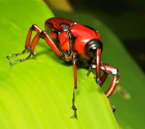 Red Weevilon Green Leaf Wallpaper