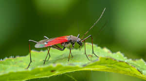 Red Winged Assassin Bug On Leaf Wallpaper