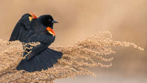 Red Winged Blackbird Perchedon Branch Wallpaper