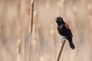 Red Winged Blackbird Singingon Cattail Wallpaper