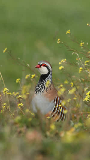 Redbilled Partridgein Grass Wallpaper