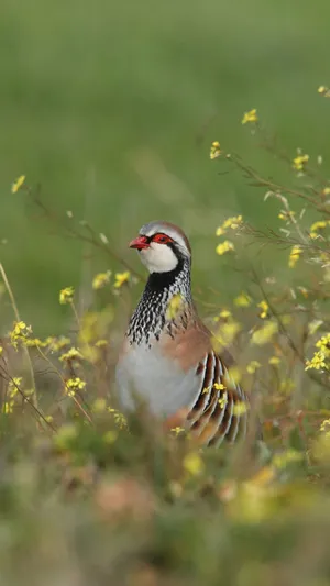 Redbilled Partridgein Grass Wallpaper