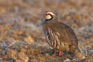 Redbilled Partridgein Habitat.jpg Wallpaper