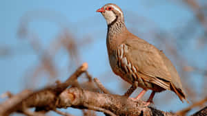 Redbilled Partridgeon Branch Wallpaper