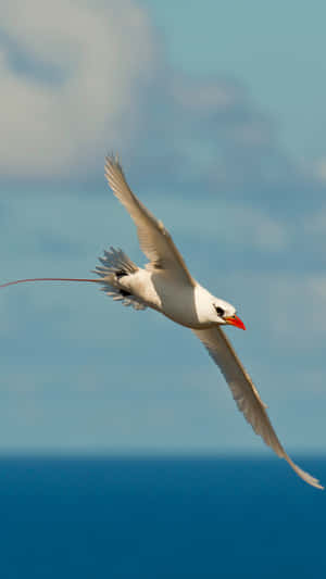 Redbilled Tropicbirdin Flight Wallpaper