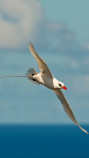 Redbilled Tropicbirdin Flight Wallpaper