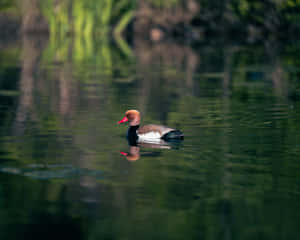 Redcrested Pochard On Serene Lake Wallpaper