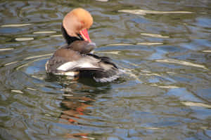 Redcrested Pochard On Water Wallpaper