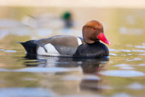 Redcrested Pochard On Water Wallpaper