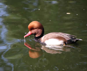 Redcrested Pochard On Water Wallpaper